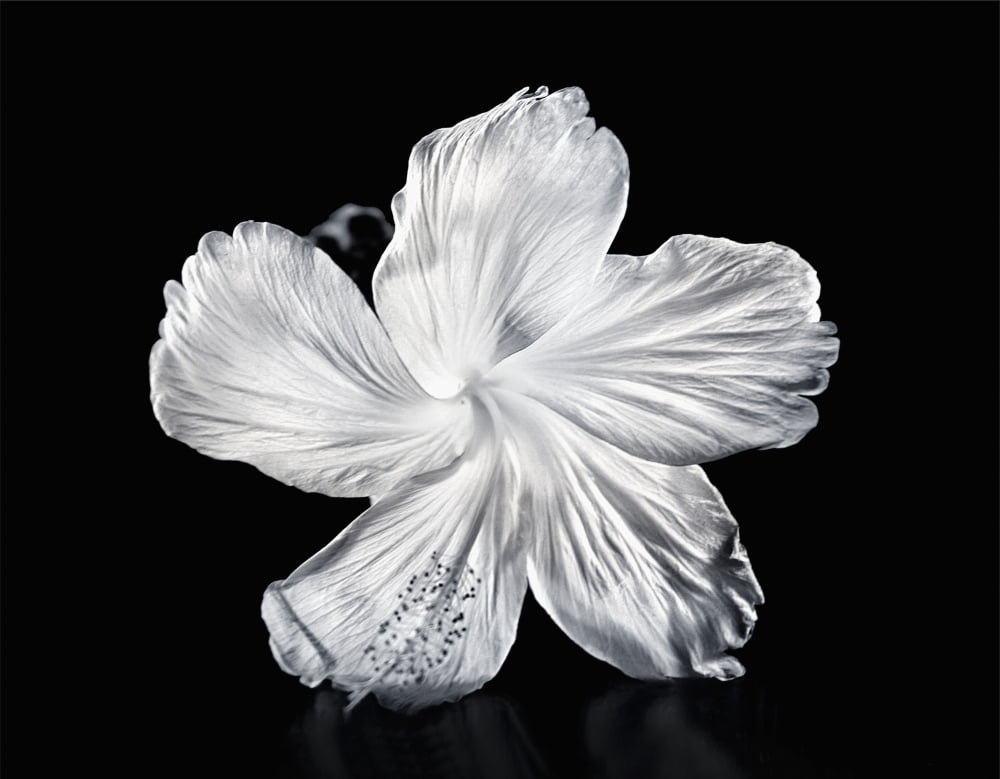 Hawaii Close-Up Of A White Hibiscus Canvas Art - M Swiet Productions Design Pics (17 x 13)