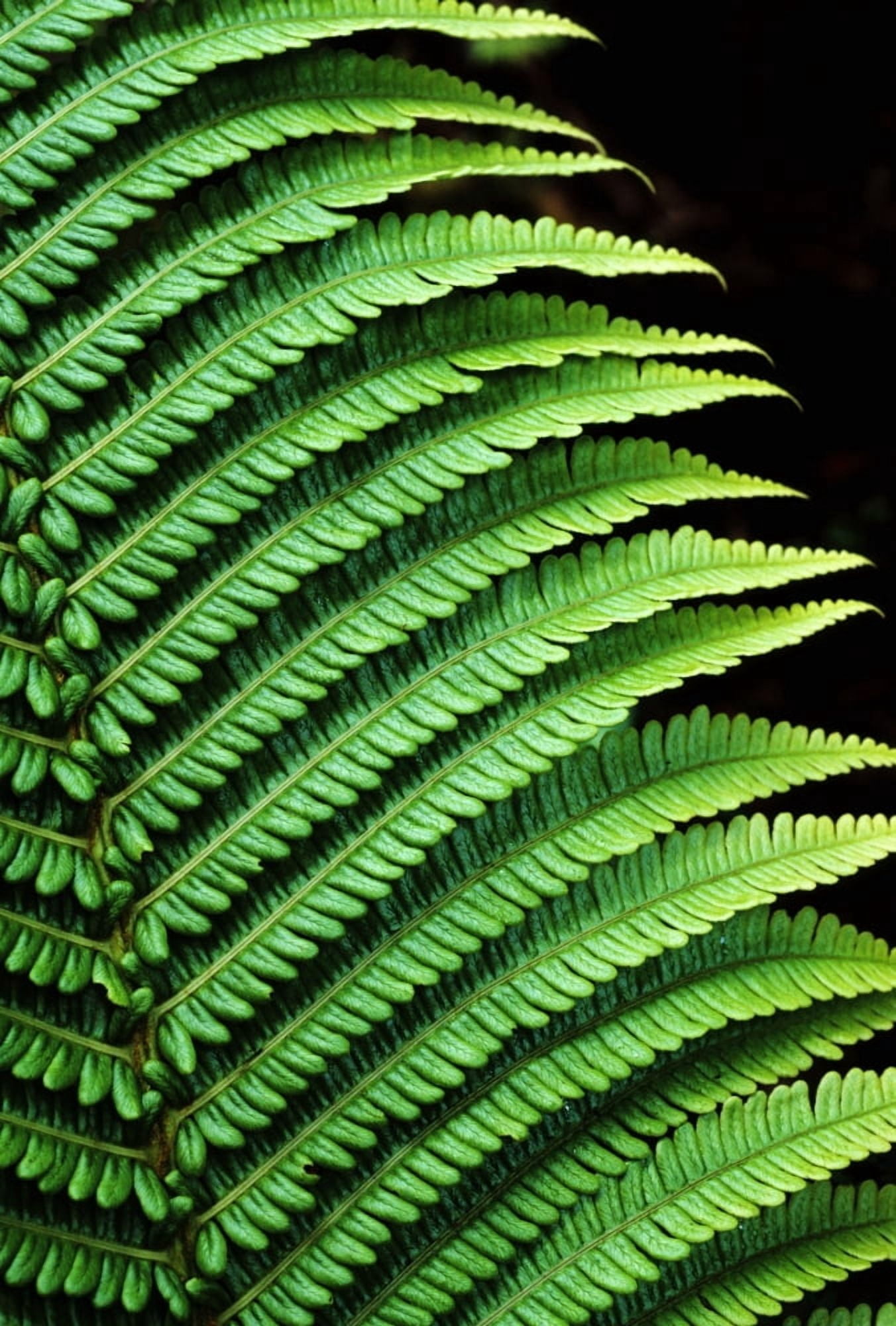 Hawaii Close-Up Of Bright Green Ferns Canvas Art - Carl Shaneff  Design Pics (11 x 17)