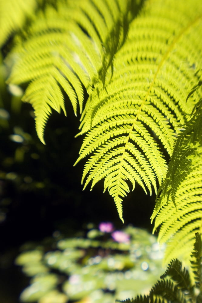Hawaii Close-Up Of Bright Green Hapu Ferns Canvas Art - Ron Dahlquist Design Pics (11 x 17)