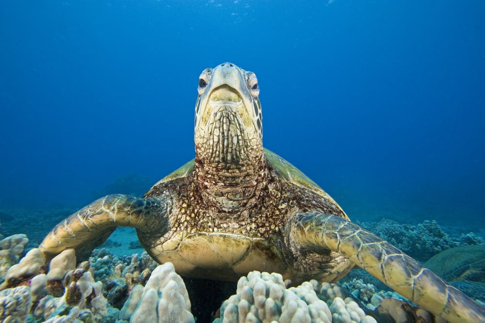 Hawaii Close-Up Of Green Sea Turtle (Chelonia Mydas) On Reef Canvas Art - Dave Fleetham Design Pics (17 x 11)