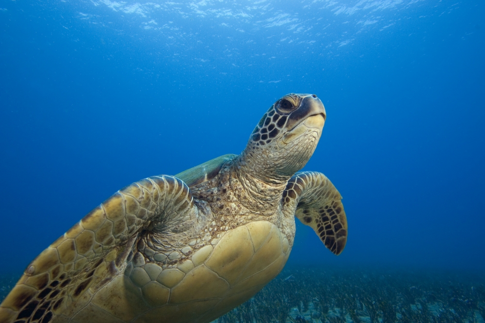 Hawaii Close-Up Of Green Sea Turtle (Chelonia Mydas) Swimming Forward Canvas Art - Dave Fleetham Design Pics (17 x 11)