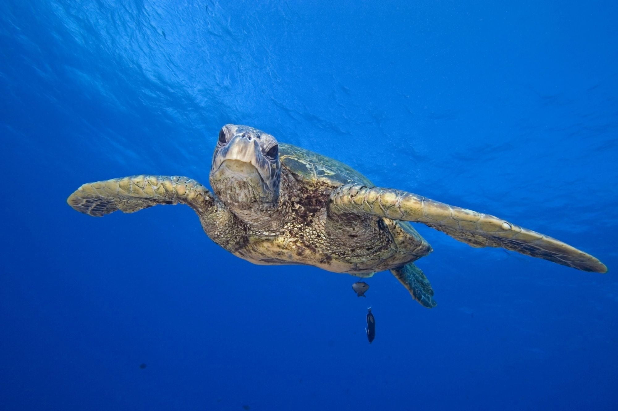 Hawaii Close-Up Of Green Sea Turtle (Chelonia Mydas) Swimming Forward Canvas Art - Dave Fleetham Design Pics (17 x 11)