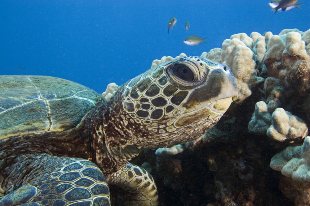 Hawaii Close-Up Of Green Sea Turtle (Chelonia Mydas) Swimming Forward Canvas Art - Dave Fleetham Design Pics (17 x 11)