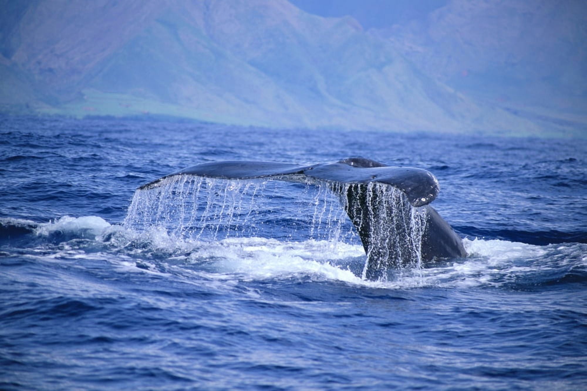 Hawaii Close-Up Of Humpback Whale Fluke (Megaptera Novaeangliae) A94H Canvas Art - Dave Fleetham Design Pics (19 x 12)