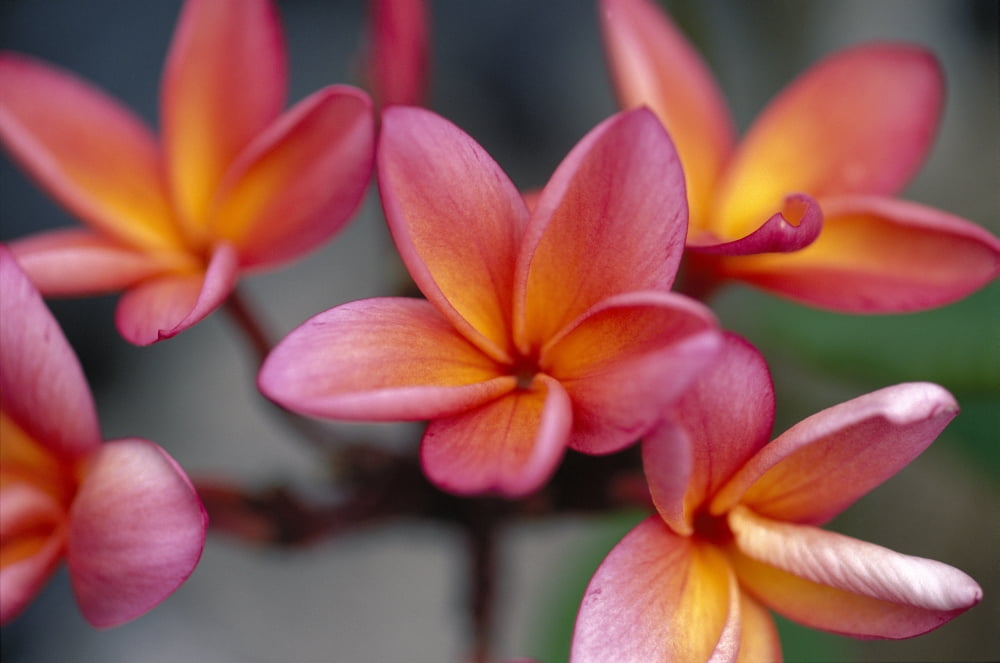 Hawaii Close-Up Of Pink Yellow Plumeria Flowers On Plant Outdoor Canvas Art - Ron Dahlquist Design Pics (19 x 12)