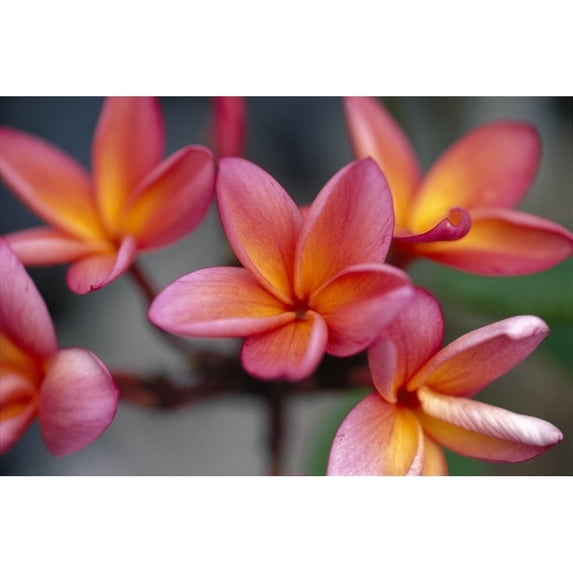 Hawaii Close-Up Of Pink Yellow Plumeria Flowers On Plant Outdoor Poster Print