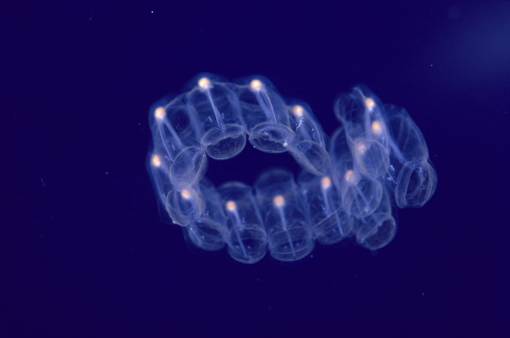Hawaii Close-Up Of Plantonic Salp Floating In Clear Blue Ocean A88B Canvas Art - Dave Fleetham Design Pics (38 x 24)
