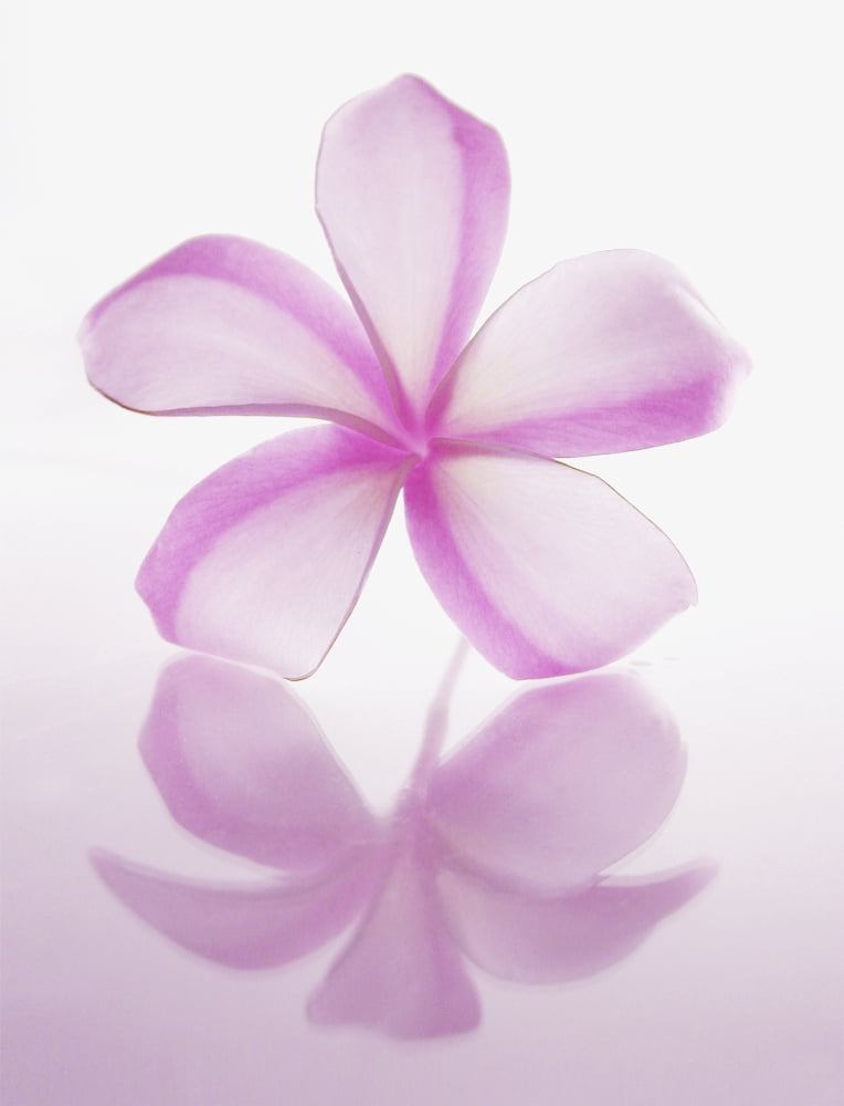 Hawaii Close-Up Of Plumeria Blossom Canvas Art - M Swiet Productions Design Pics (12 x 16)