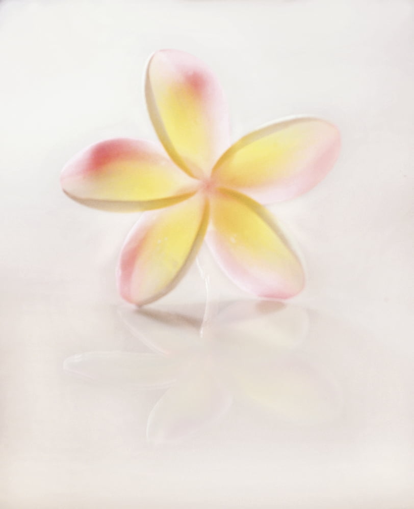 Hawaii Close-Up Of Plumeria Blossom Canvas Art - M Swiet Productions Design Pics (13 x 16)