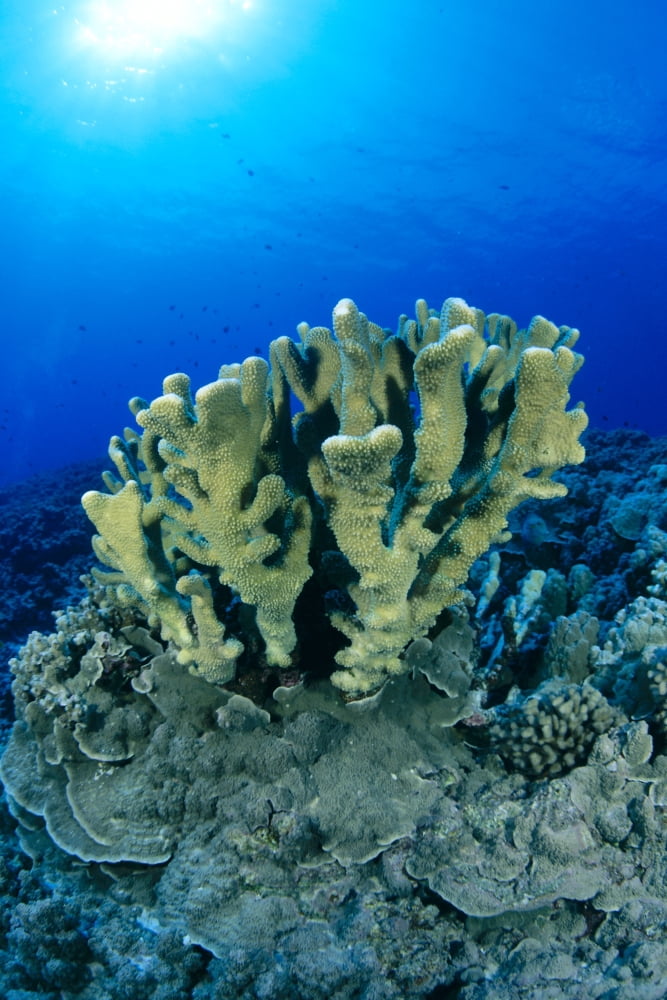 Hawaii Close-Up Of Single Group Of Antler Coral Growing On Reef Blue Water (Pocillopora Eydouxi) Canvas Art - Dave Fleetham Design Pics (12 x 19)