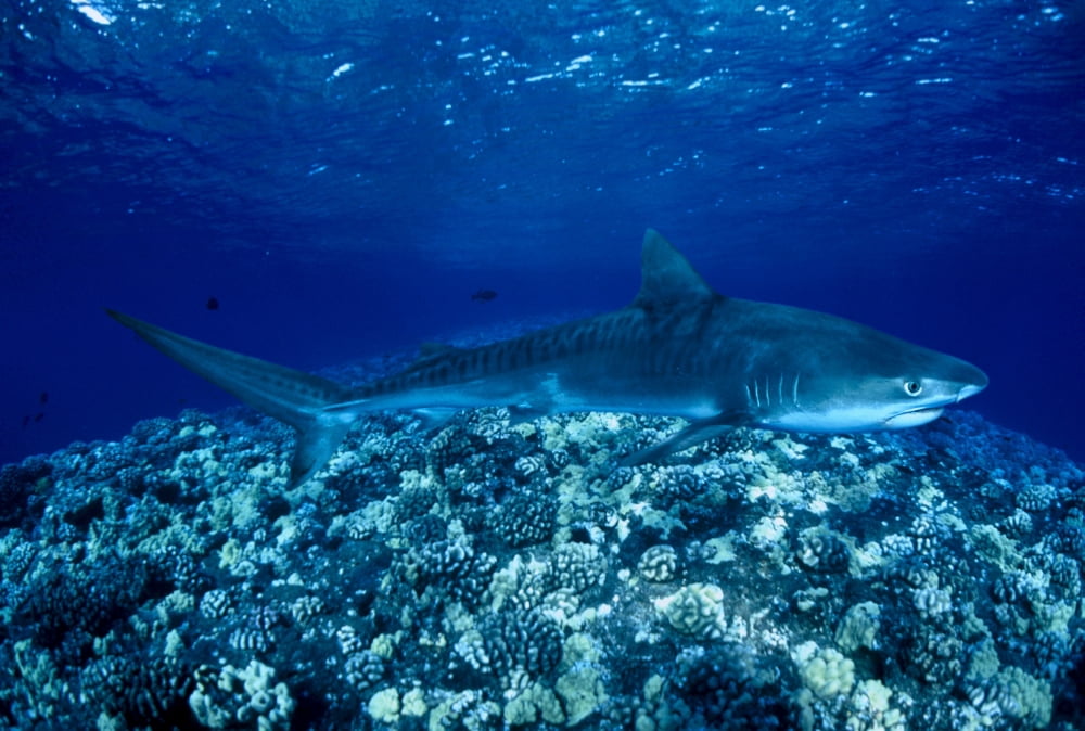 Hawaii Close-Up Of Tiger Shark (Galeocerdo Cuvier) Shallow Reef Canvas Art - Dave Fleetham Design Pics (19 x 12)