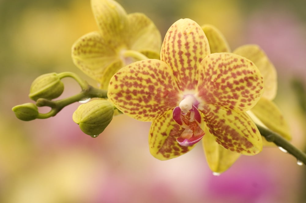 Hawaii Close-Up Of Yellow Spotted Orchids With Dewdrops Canvas Art - Ron Dahlquist Design Pics (18 x 12)
