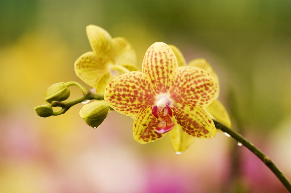 Hawaii Close-Up Of Yellow Spotted Orchids With Dewdrops Canvas Art - Ron Dahlquist Design Pics (18 x 12)