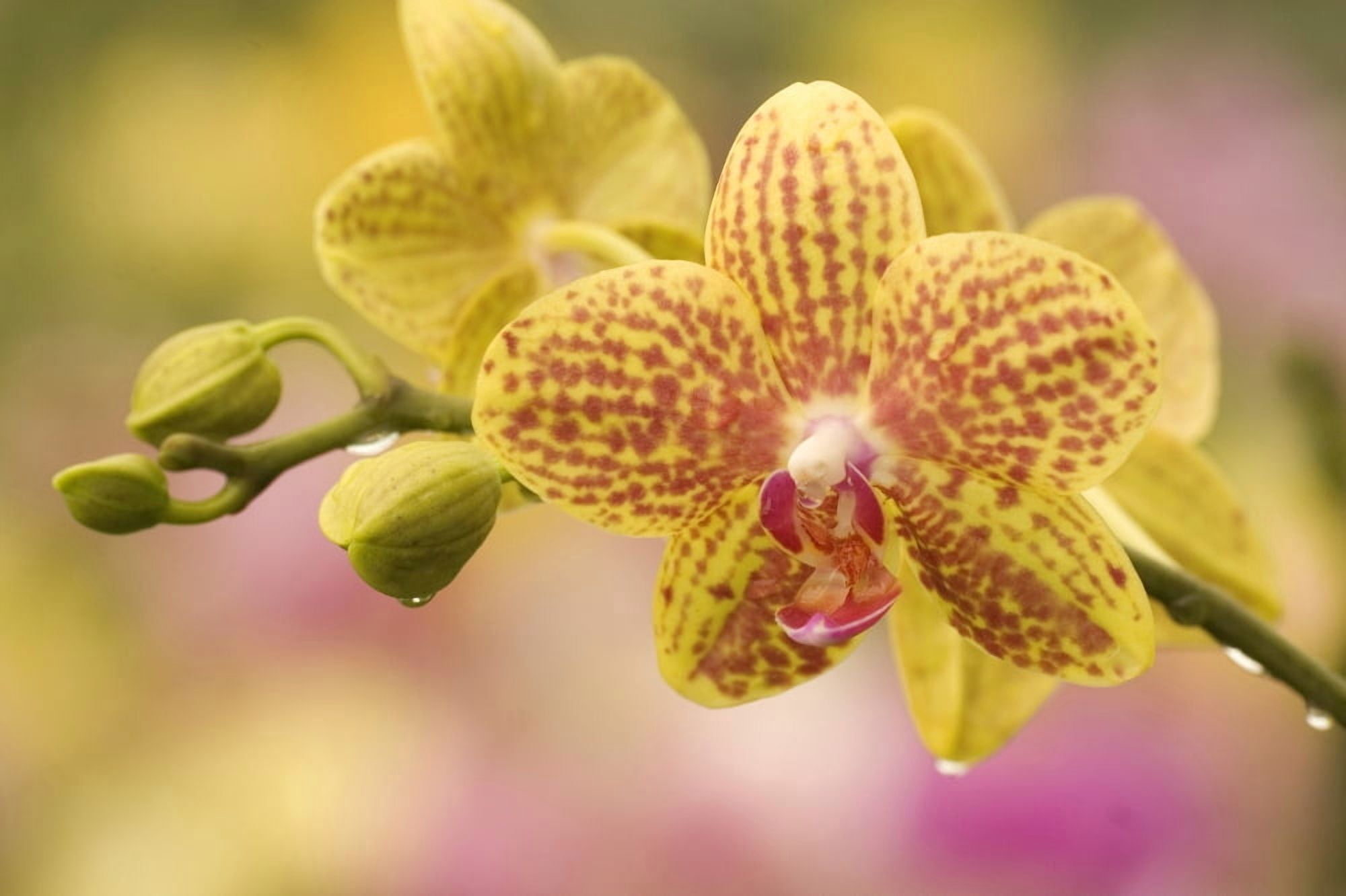 Hawaii Close-Up Of Yellow Spotted Orchids With Dewdrops Canvas Art - Ron Dahlquist Design Pics (36 x 24)