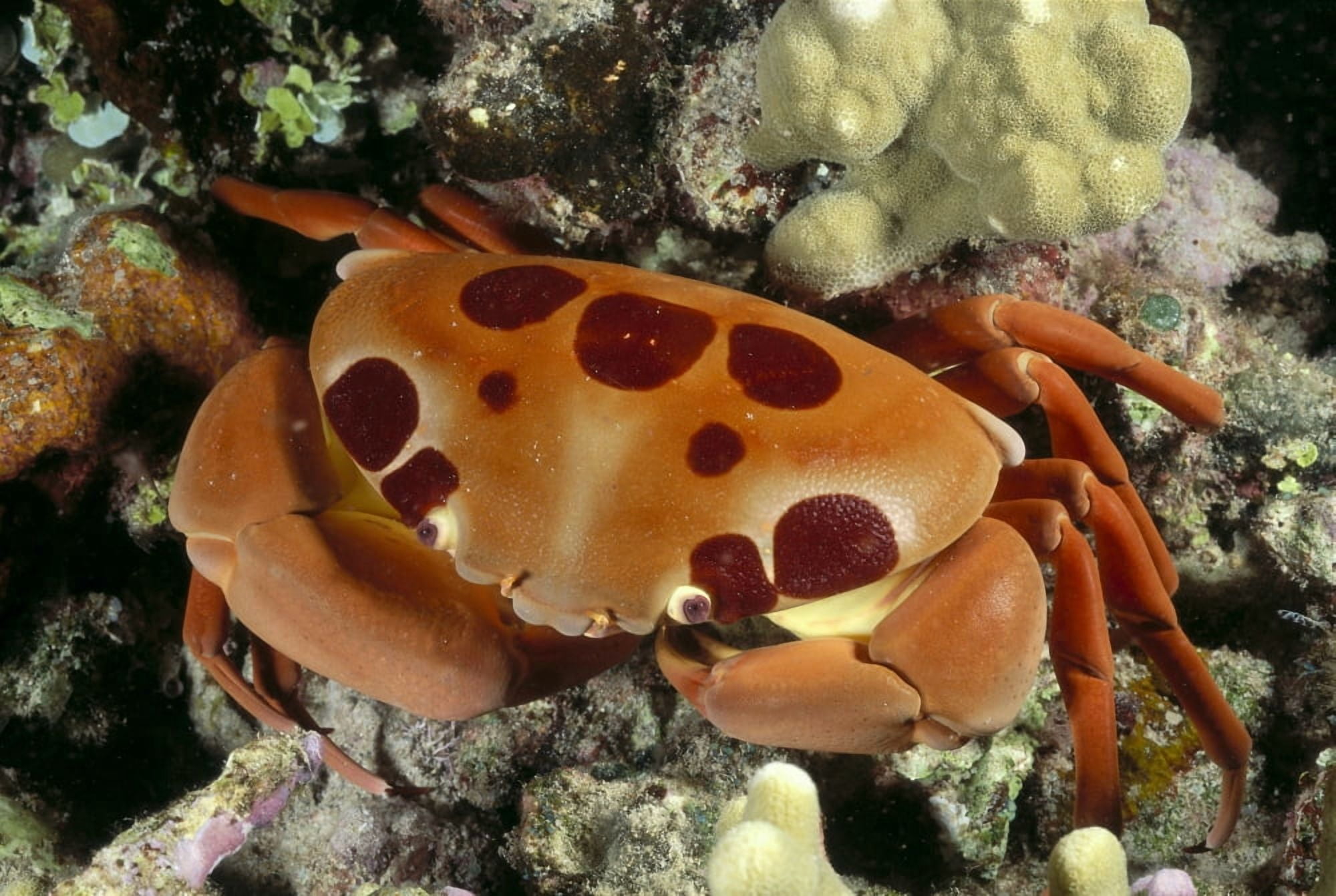 Hawaii Close-Up Seven-Eleven Crab (Carpilius Maculatus) Top View On Coral A89A Canvas Art - Dave Fleetham Design Pics (19 x 12)