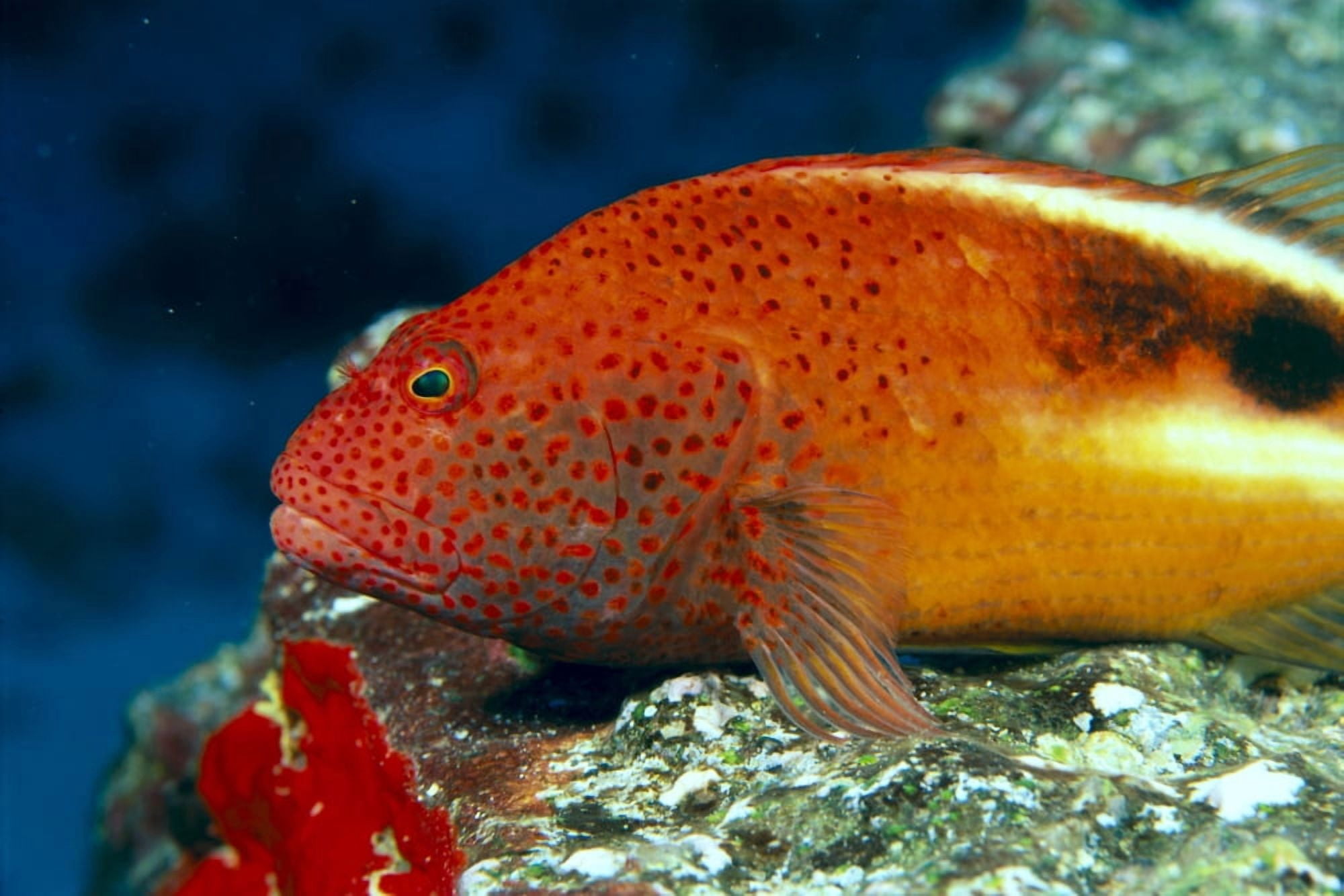 Hawaii Close-Up Side View Of Blackside Hawkfish Resting On Reef (Paracirrhites Forsteri) Canvas Art - Dave Fleetham Design Pics (38 x 24)
