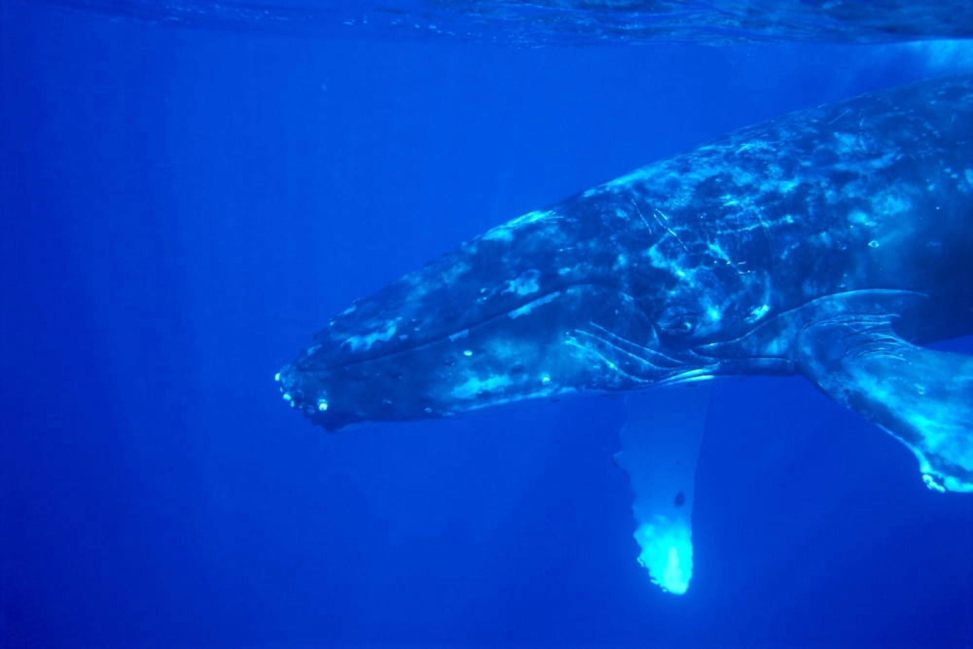 Hawaii Close-Up Side View Of Humpback Whale (Megaptera Novaeangliae) Underwater Canvas Art - Dave Fleetham Design Pics (19 x 12)