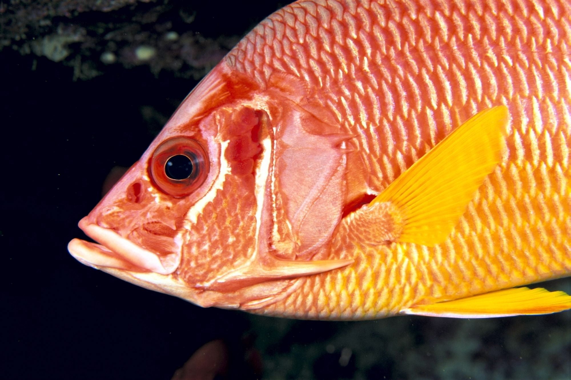 Hawaii Close-Up Side View Of Long-Jawed Squirrelfish (Sargocentron Spiniferum) C1923 Canvas Art - Dave Fleetham Design Pics (38 x 24)