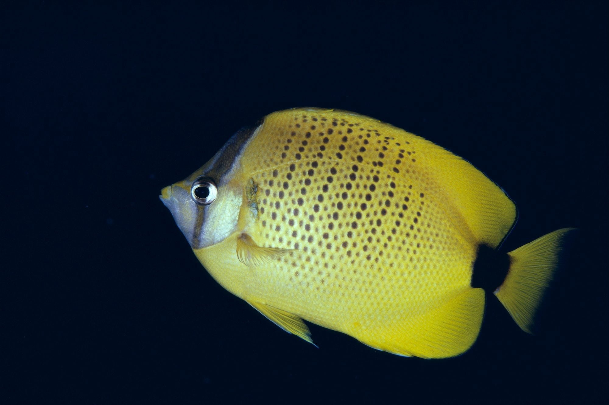 Hawaii Close-Up Side View Of Milletseed Butterflyfish (Chaetodon Miliaris) A83G Canvas Art - Ed Robinson  Design Pics (38 x 24)