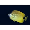 thumbnail image 1 of Hawaii Close-Up Side View Of Milletseed Butterflyfish A83G Poster Print, 1 of 3