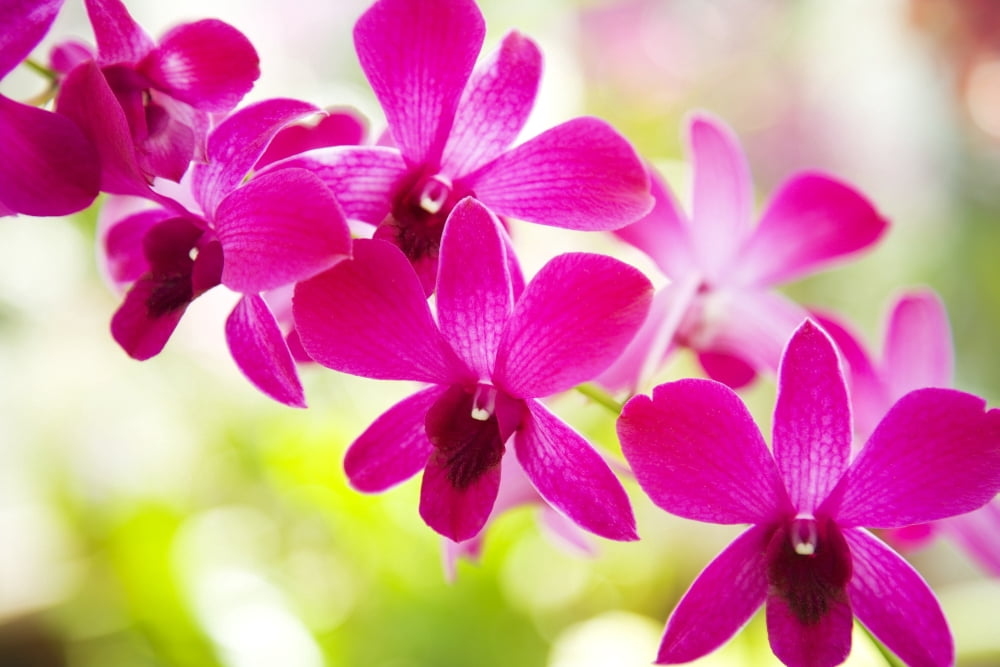 Hawaii Closeup Of Orchid Lei Canvas Art - Dana Edmunds Design Pics (34 x 22)
