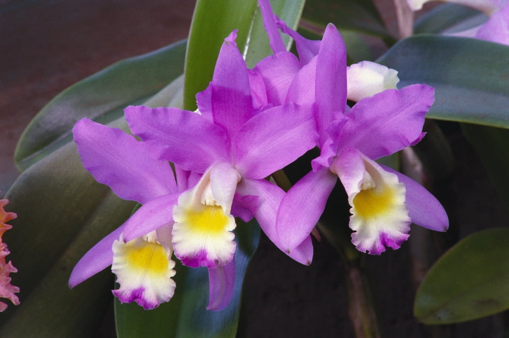 Hawaii Cluster Of Pink Cattleya Orchids Canvas Art - Allan Seiden Design Pics (19 x 12)