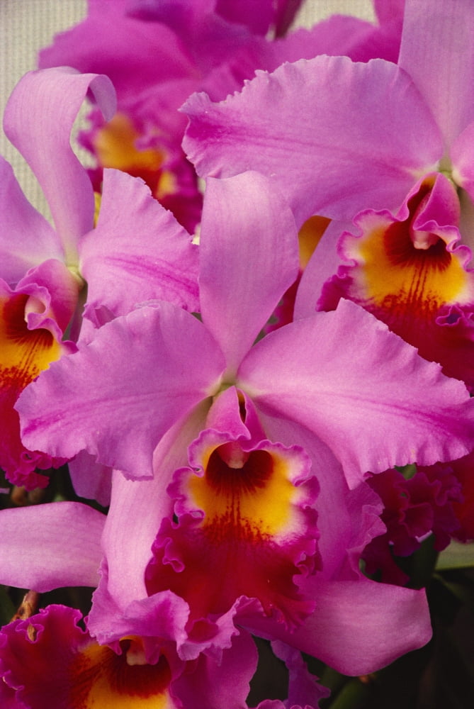 Hawaii Cluster Of Pink Cattleya Orchids Canvas Art - Allan Seiden  Design Pics (24 x 38)
