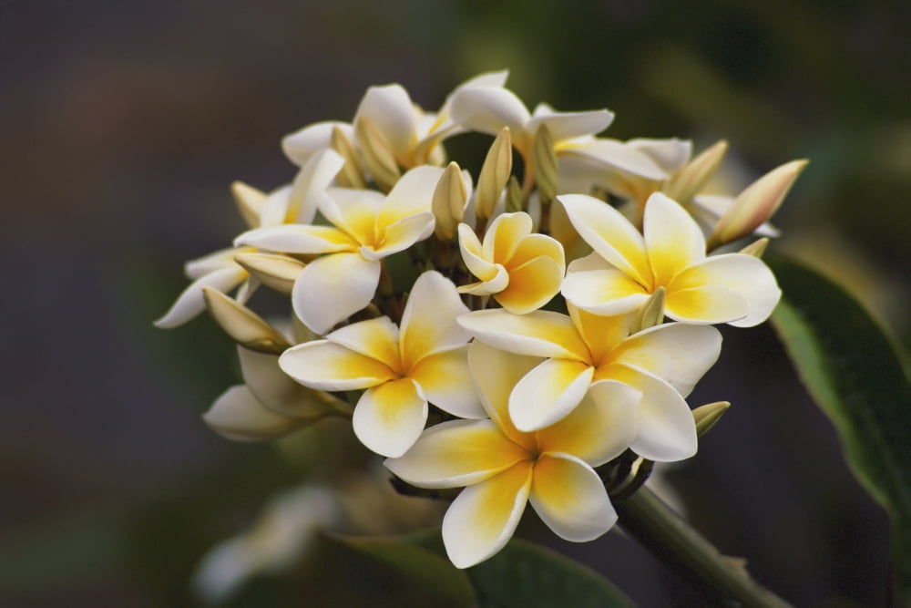 Hawaii Cluster Of White Plumeria (Frangipani) Flowers On Tree Canvas Art - Greg Vaughn  Design Pics (17 x 11)