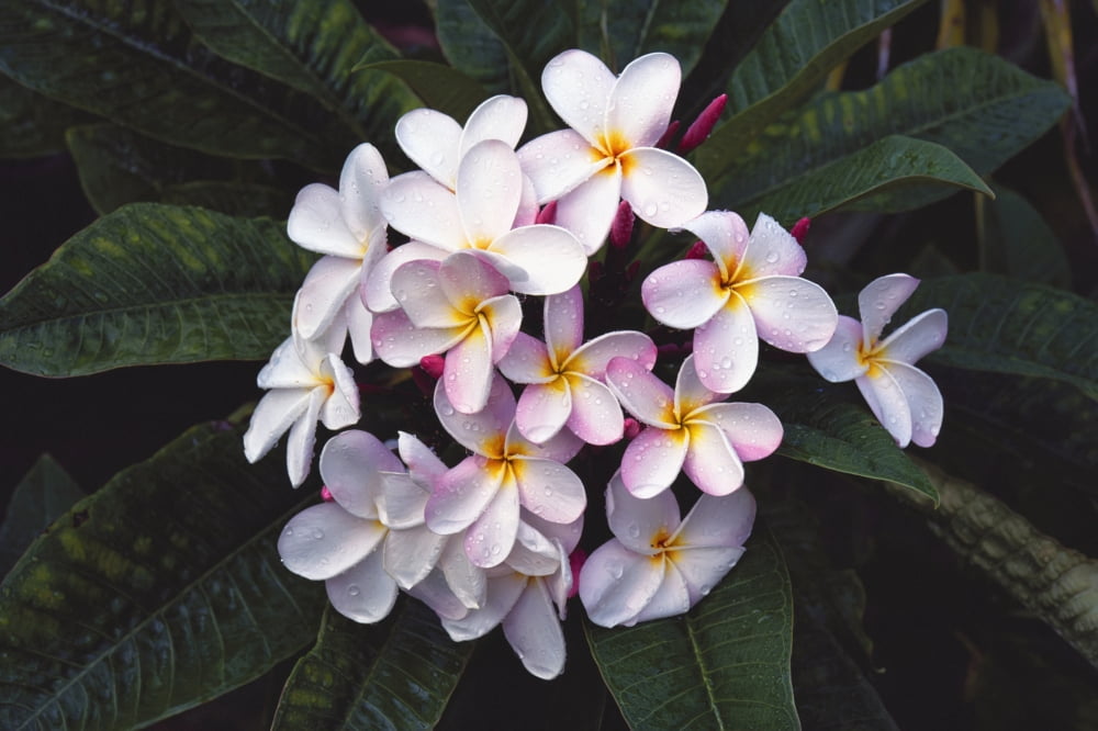 Hawaii Cluster Of White Plumeria (Frangipani) Flowers On Tree Canvas Art - Greg Vaughn Design Pics (34 x 22)
