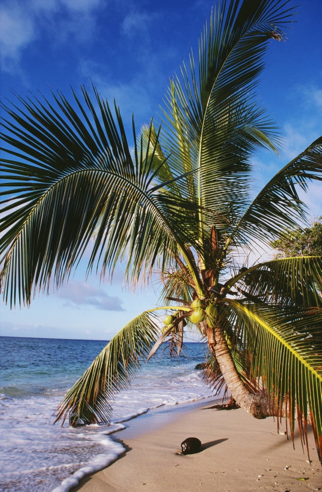 Hawaii Coconut Laying On A Sandy Tropical Beach Beneath A Palm Tree Canvas Art - Ed Robinson Design Pics (24 x 38)