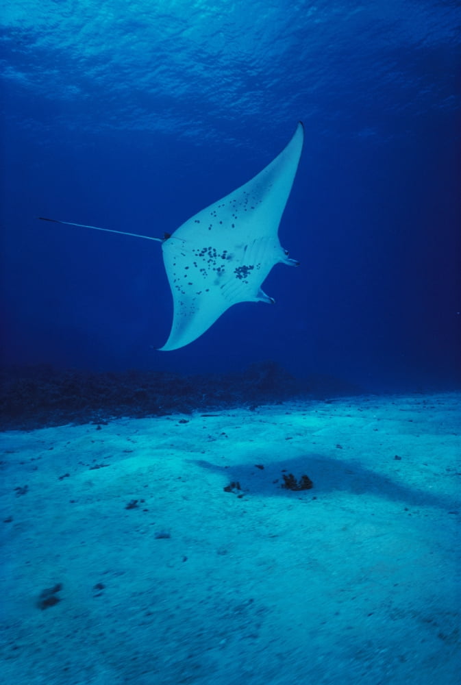 Hawaii Common Manta Ray (Manta Alfredi) Swims Over Sand Bottom Canvas Art - Ed Robinson Design Pics (12 x 19)