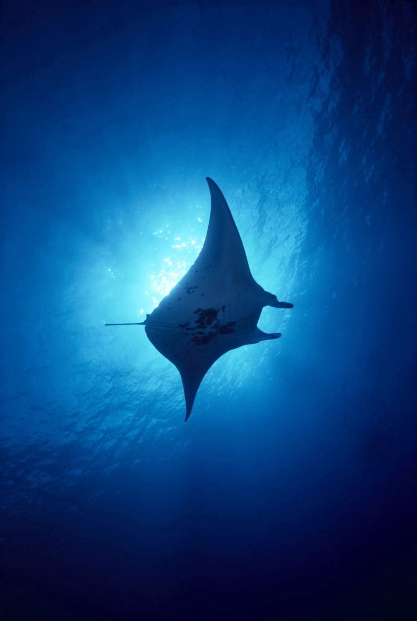 Hawaii Common Manta Ray Silhouette (Manta Alfredi) A86B Canvas Art - Ed Robinson Design Pics (24 x 38)