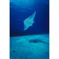 thumbnail image 1 of Hawaii  Common Manta Ray  Swims Over Sand Bottom. Poster Print, 1 of 2
