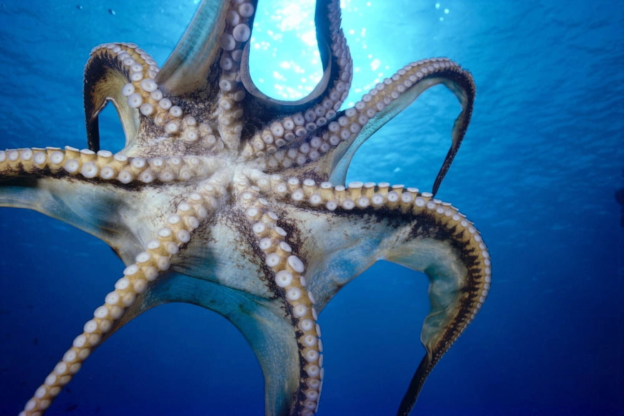 Hawaii Day Octopus In Midwater Underside (Octopus Cyanea) With Sun Shining Through Canvas Art - Dave Fleetham Design Pics (19 x 12)