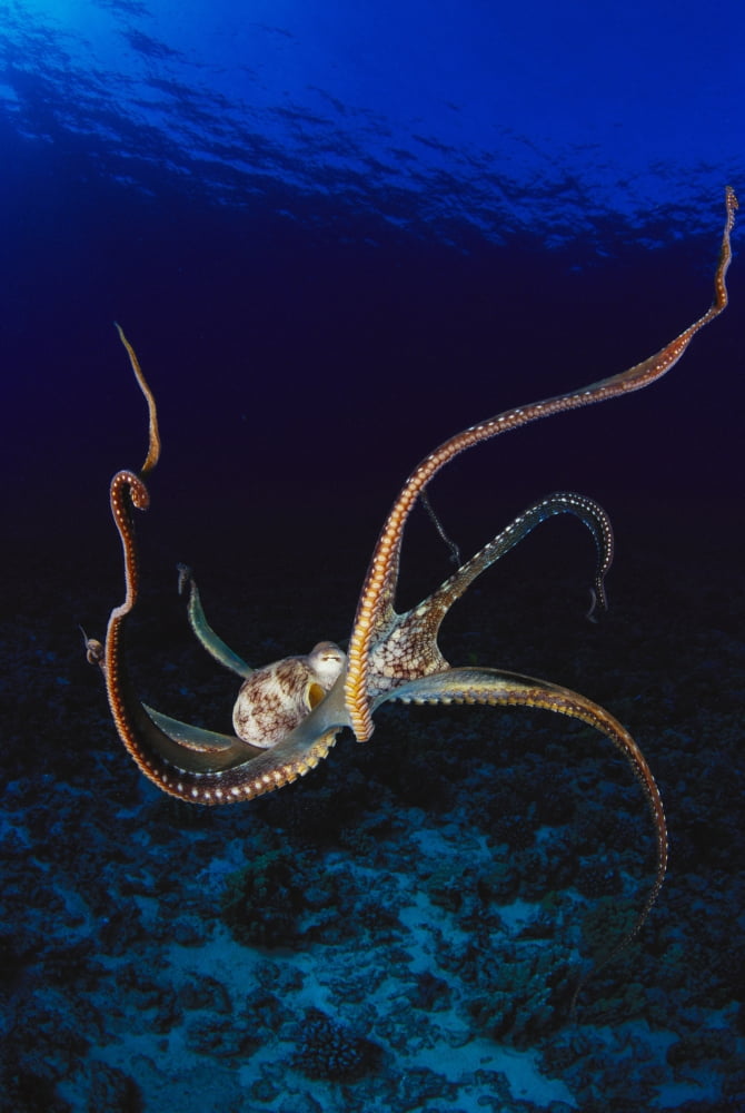 Hawaii Day Octopus (Octopus Cyanea) Dark Blue Water Near Ocean Floor Canvas Art - Dave Fleetham Design Pics (24 x 38)