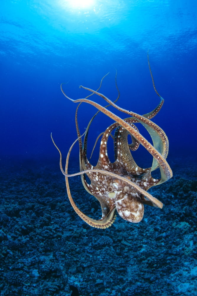 Hawaii Day Octopus (Octopus Cyanea) Floating To Reef Bottom Sunburst Canvas Art - Dave Fleetham Design Pics (24 x 38)