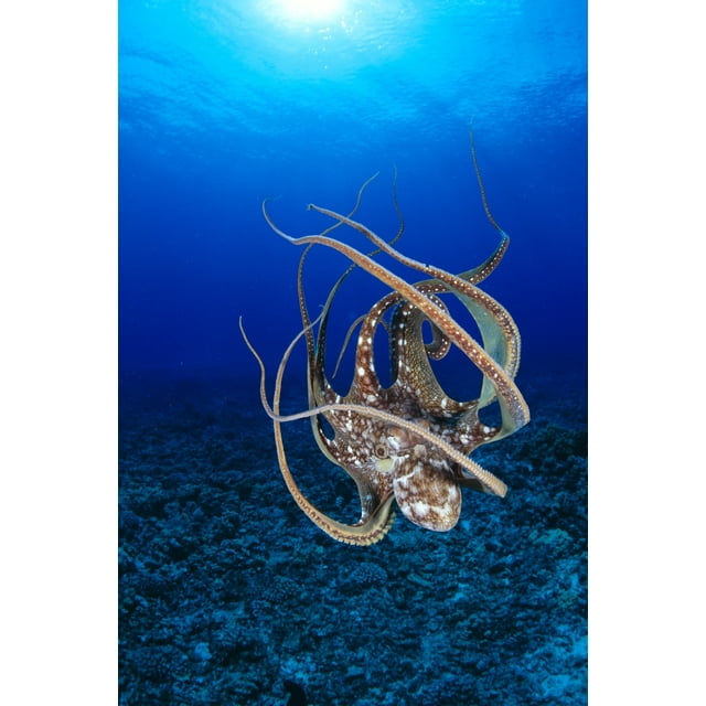 Hawaii, Day Octopus (Octopus Cyanea) Floating To Reef Bottom, Sunburst
