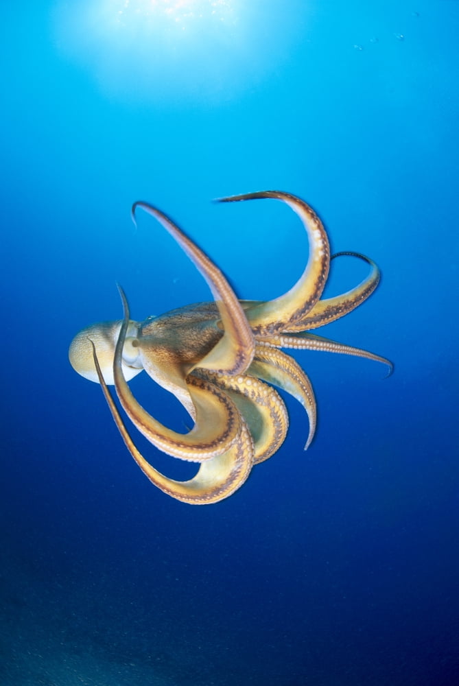 Hawaii Day Octopus (Octopus Cyanea) Midwater With Sunburst B1908 Canvas Art - Dave Fleetham Design Pics (24 x 38)