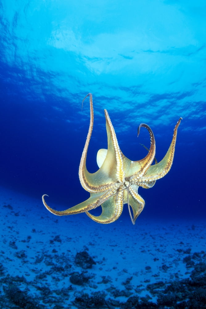 Hawaii Day Octopus (Octopus Cyanea) Midwater With Sunburst Underside B1935 Canvas Art - Dave Fleetham Design Pics (12 x 19)