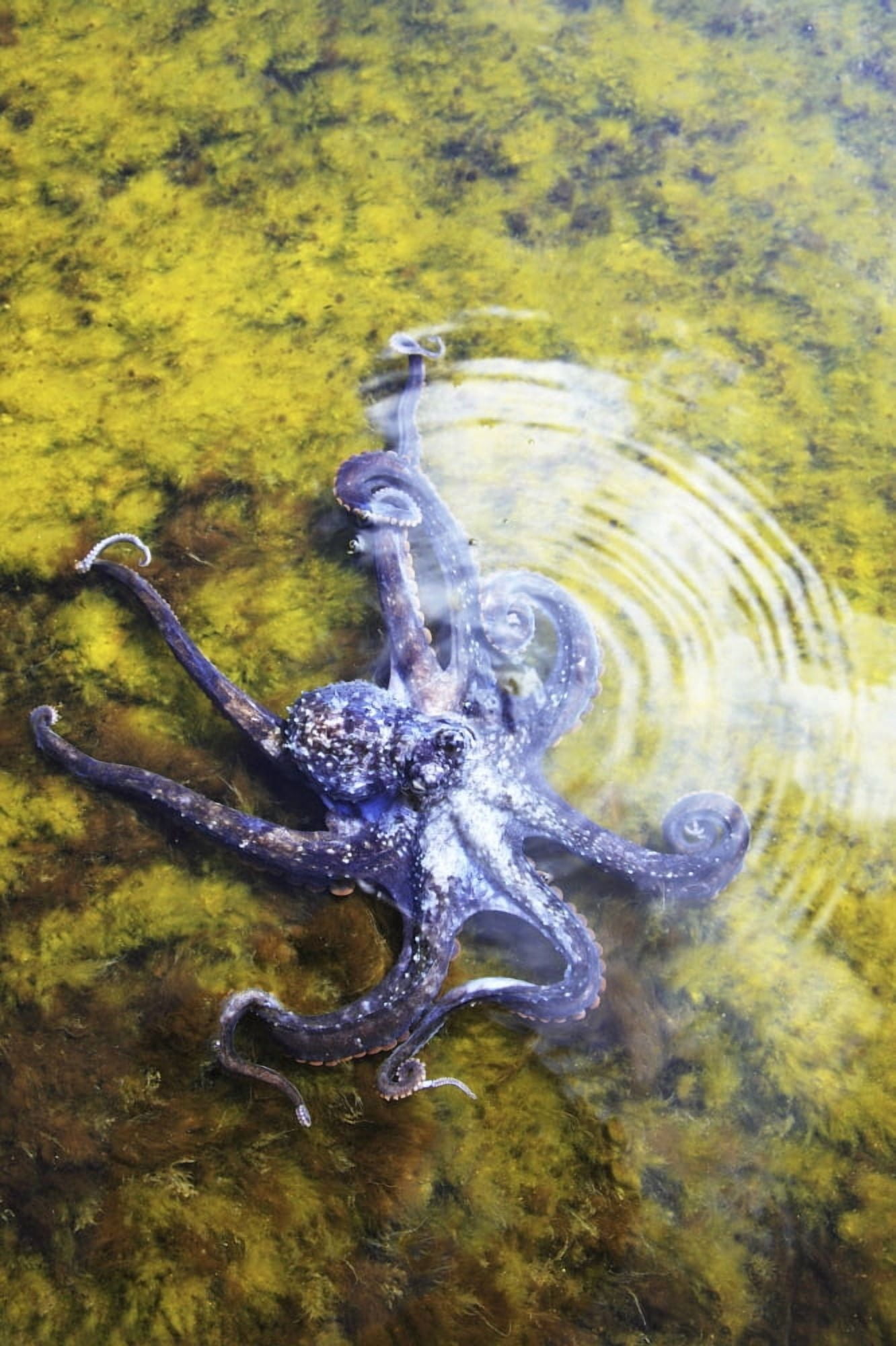 Hawaii Day Octopus (Octopus Cyanea) Sitting In Shallow Water Canvas Art - Brandon Tabiolo Design Pics (11 x 17)