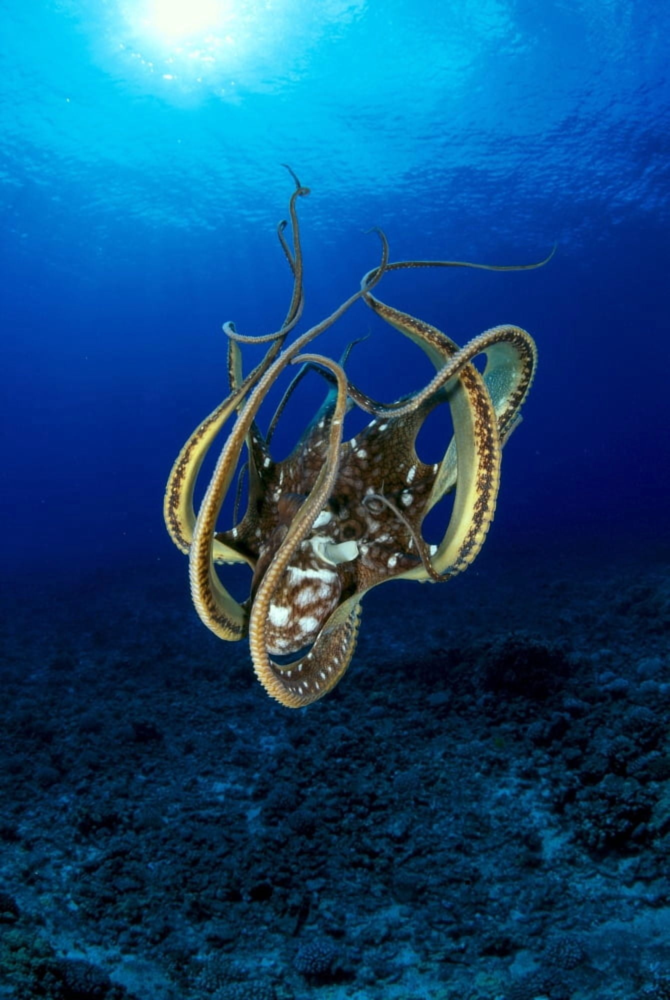 Hawaii Day Octopus (Octopus Cyanea) Sunburst B1930 Canvas Art - Dave Fleetham Design Pics (12 x 19)
