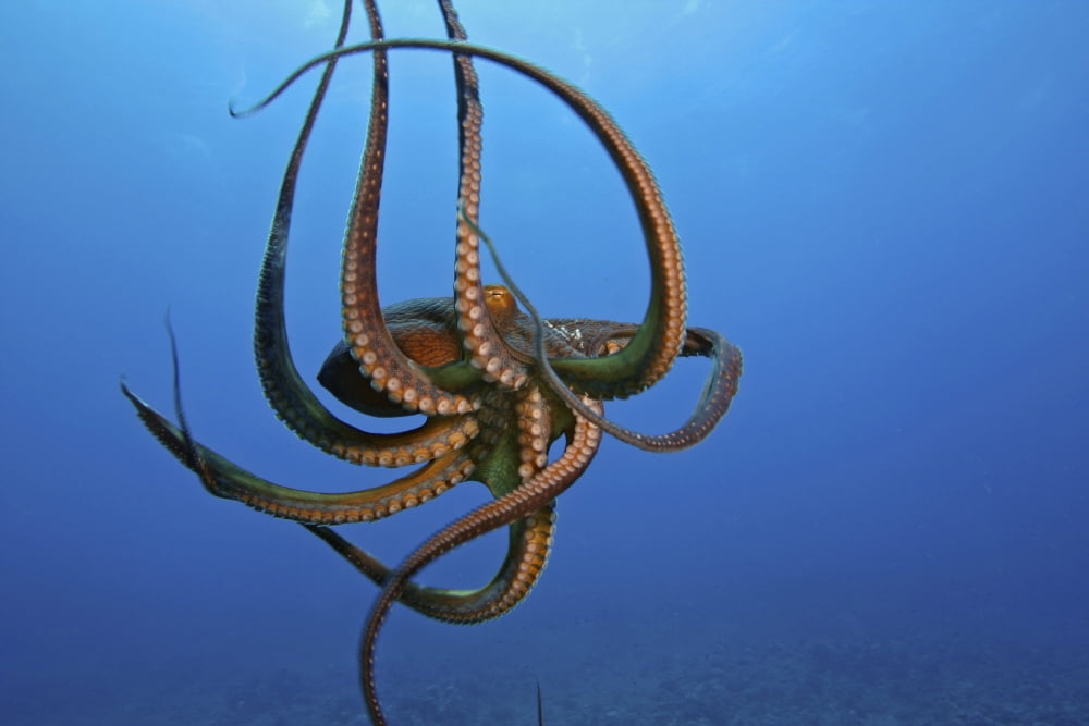 Hawaii Day Octopus (Octopus Cyanea) The Tentacles Are Visible On This Eight Armed Cephalopod Canvas Art - Dave Fleetham Design Pics (36 x 24)