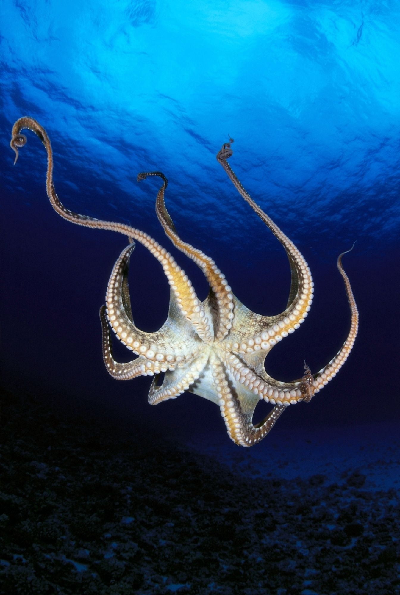 Hawaii Day Octopus (Octopus Cyanea) View Of Underside Near Surface Midwater A87B Canvas Art - Dave Fleetham Design Pics (24 x 38)