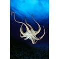 thumbnail image 1 of Hawaii Day Octopus View Of Underside Near Surface Midwater A87B Poster Print, 1 of 3