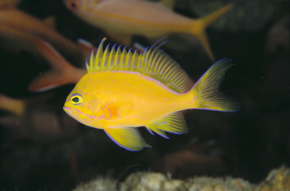 Hawaii Deep Water Anthais [Pseudanthias Fuscipinnis] B1920 Canvas Art - Dave Fleetham Design Pics (19 x 12)
