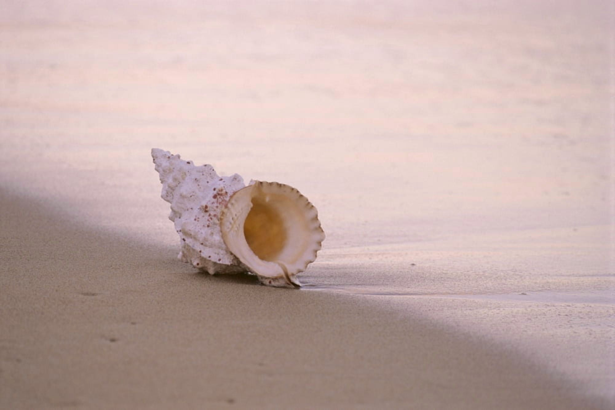 Hawaii Detail Of Seashell Lying On Shoreline Beach At Dawn Wet Sand Canvas Art - Mary Van de Ven Design Pics (38 x 24)