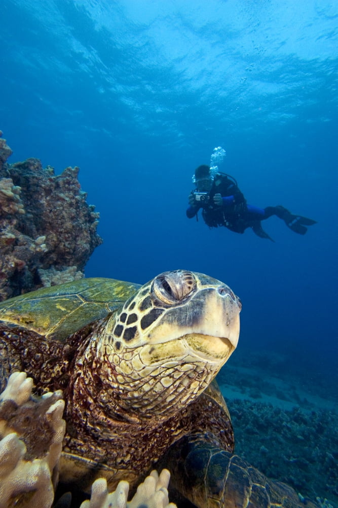 Hawaii Diver Photographing Green Sea Turtle (Chelonia Mydas) Canvas Art - Dave Fleetham Design Pics (22 x 34)