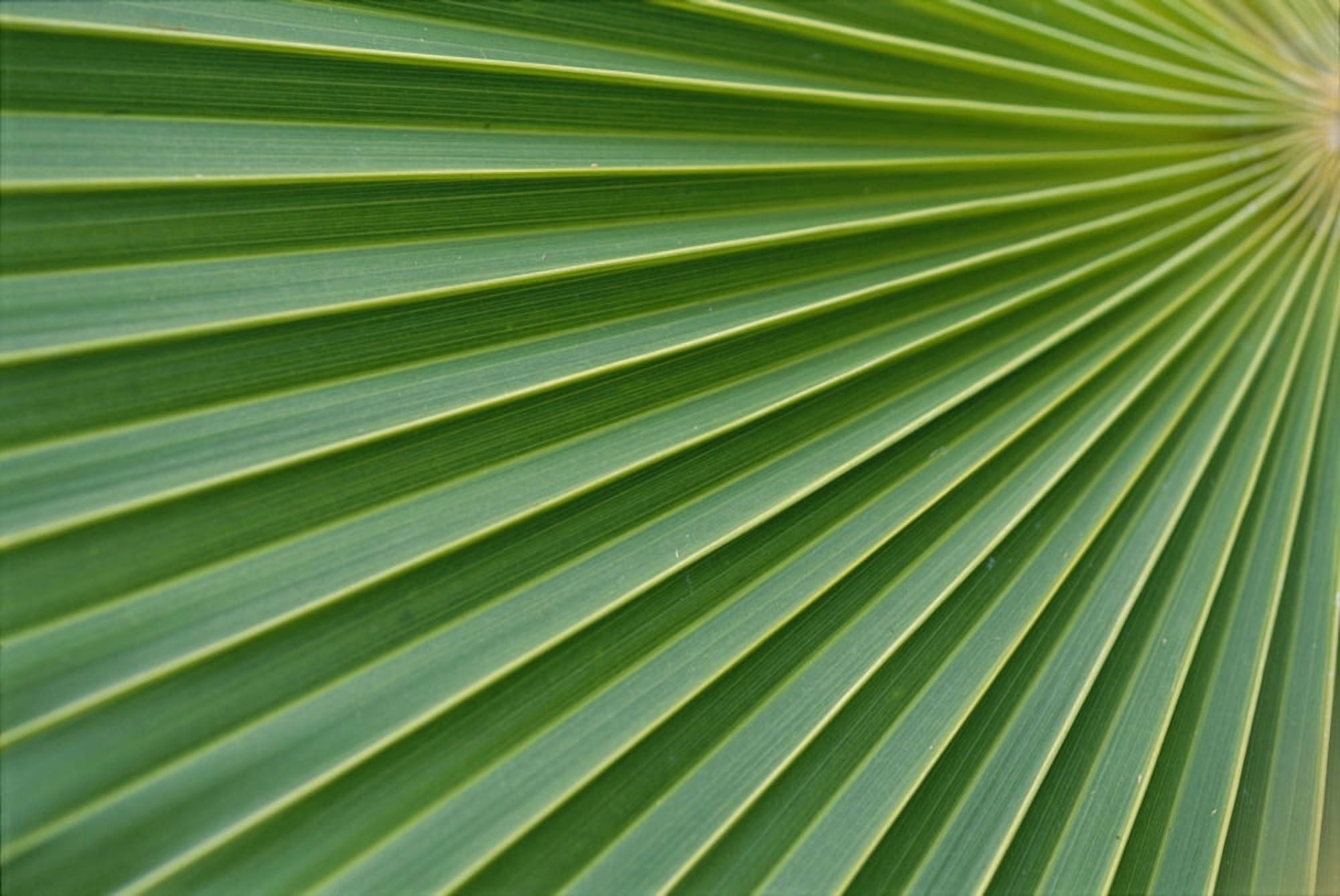 Hawaii Extreme Close-Up Detail Of Fan Palm Texture Vein Green Yellow Canvas Art - Ron Dahlquist Design Pics (19 x 12)