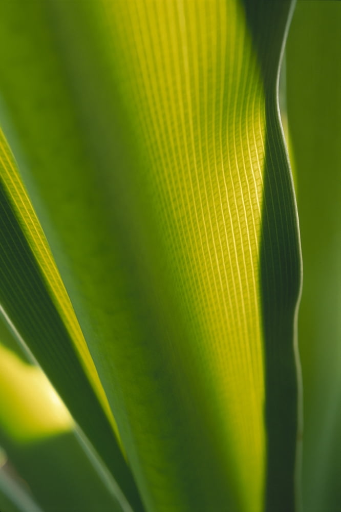 Hawaii Extreme Close-Up Detail Of Ginger Plant Leaf Yellow Green With Sunlight Canvas Art - Carl Shaneff Design Pics (12 x 19)