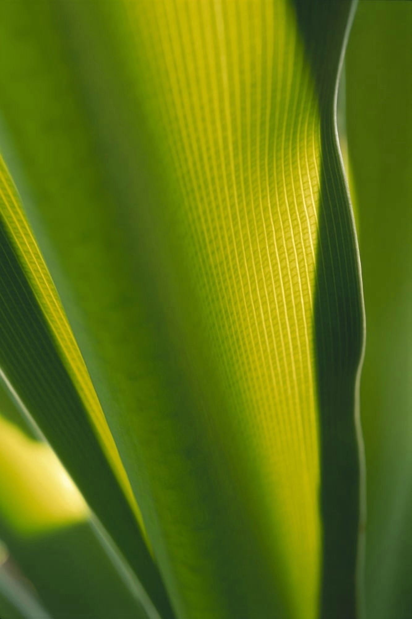 Hawaii Extreme Close-Up Detail Of Ginger Plant Leaf Yellow Green With Sunlight Canvas Art - Carl Shaneff Design Pics (24 x 38)